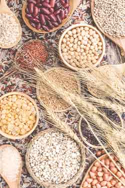 خوراک گاو شیری تینا دانه سپاهان